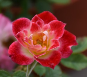 MEXICO SUNBLAZE (miniature)